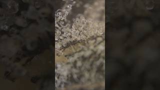Rosin DNA #trending #viral #cannafam #education #shrtvideo #viral #viralshorts #vlog