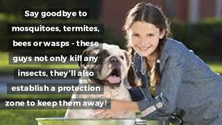 Pest Control Madison MS Offers Complete Termite & Mosquito Removal Services