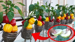 Grow Bell Peppers At Home Without A Garden And Harvest The Fruit All Year Round