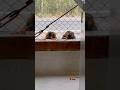 誕生日会に紛れ込むたき＆きよ🤭 Taki & Kiyo sneaking into the birthday celebration 🤭 #ビーバー #beaver #cuteanimals