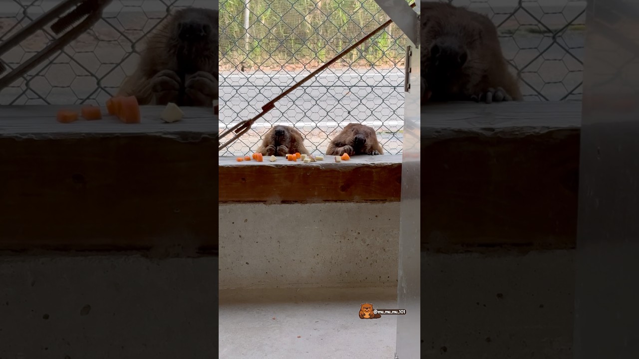 誕生日会に紛れ込むたき＆きよ🤭 Taki & Kiyo sneaking into the birthday celebration 🤭 #ビーバー #beaver #cuteanimals