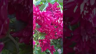 Flowers Blooming in Autumn ❤