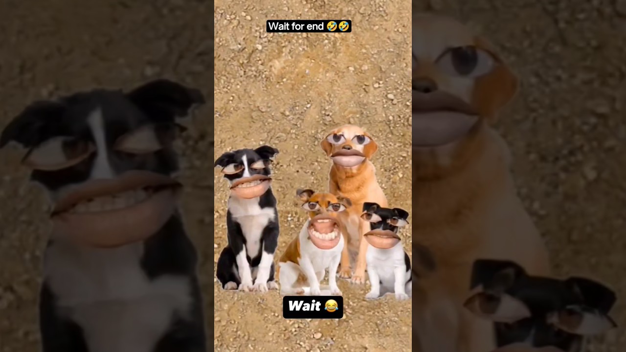 wait for end 🤣🤣|| #funny #comedy #memes #ytshorts #youtubeshorts #shortsfeed #shorts #fun #dog