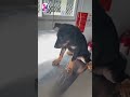 “Chỉ sau vài đêm nằm ngoài trời lạnh… Đen bắt đầu hắt hơi, chảy mũi và mệt lả 😢”
