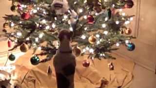 Johnny's Christmas Show