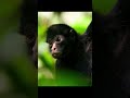 SPIDER MONKEYS in the DEEP WILDERNESS.. 🐒🕷 | #wildlife #nature #wilderness #spidermonkey #fyp #viral