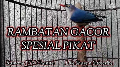 RAMBATAN PARUH MERAH GACOR UNTUK PIKAT