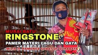 RINGSTONE PAMER MATERI JAWARA KELAS MURAI BATU A ROAD TO A-PJM CUP 4  MILIK H. RAMONEZ SOBAT DF