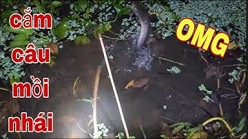 Đột Nhập Khu Vườn Bỏ Hoang Cắm Câu Cá Lóc Táp Mồi Như Bão Táp # SĂN BẮT ĐỒNG THÁP #