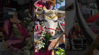 Download Lagu BANTENG MBEROT #bantengan #bantenganmalang #mberot #anak #anakanak #fyp #viral #lucu #shorts #barong MP3 Download Lagu BANTENG MBEROT #bantengan #bantenganmalang #mberot #anak #anakanak #fyp #viral #lucu #shorts #barong MP3