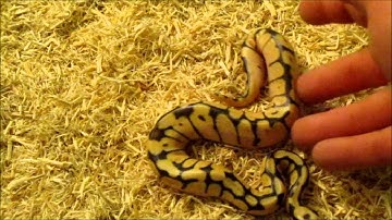 2012 Bumblebee ball python from SnakeHerder.com