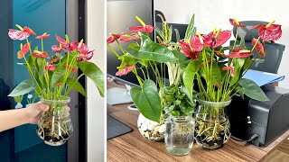 Great idea, simple to implement. Water grown Red Anthurium SUPER BEAUTIFUL