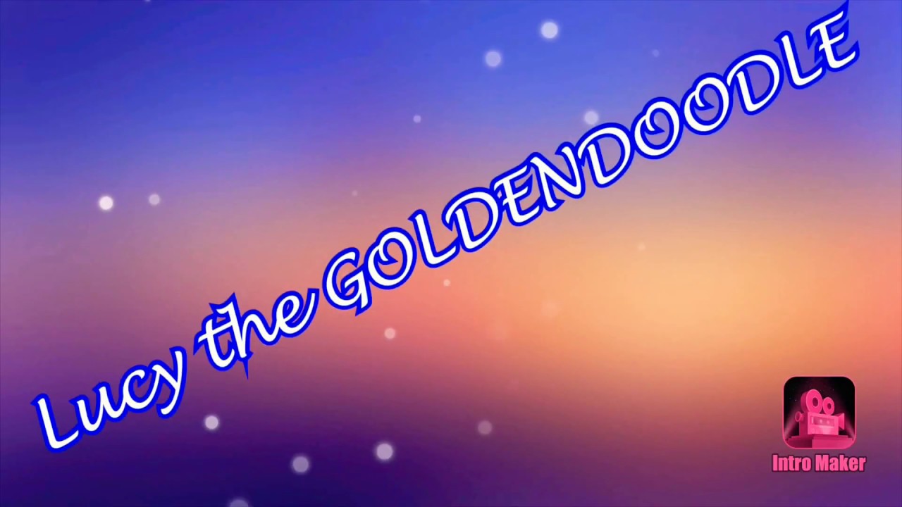 GOLDENDOODLE ringing bell to go outside; goldendoodle loves Yorkie; potty train puppy with bell