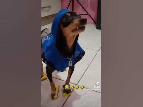 Dog vida Loka parte 1 - YouTube