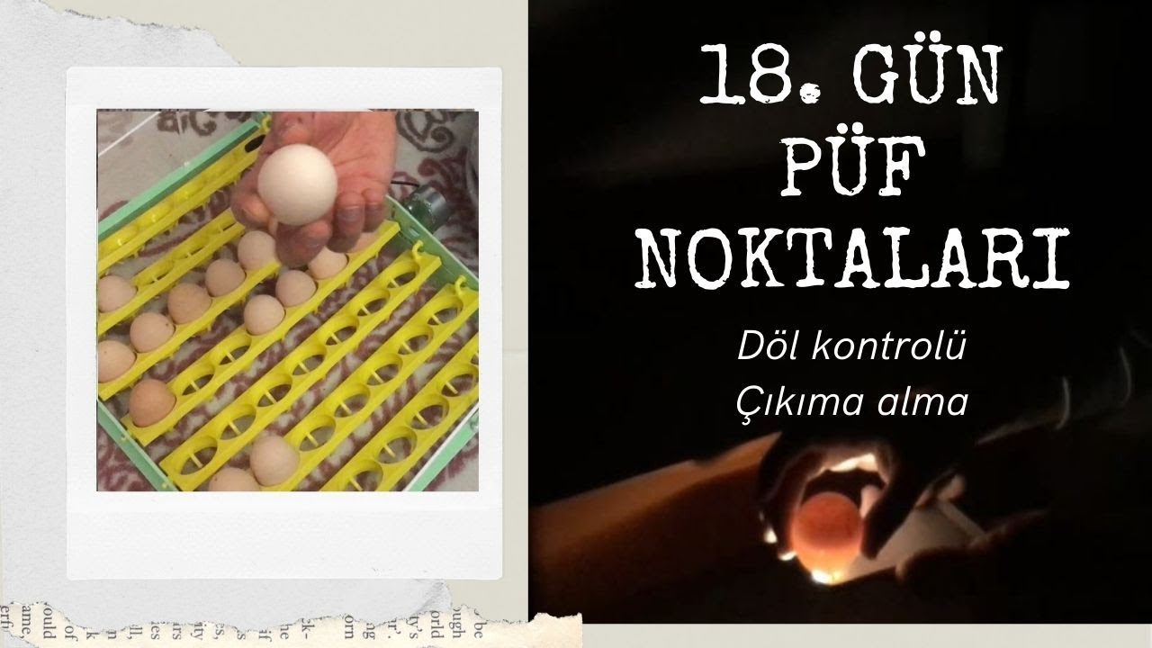 VGS 50 KULUÇKA MAKİNASI/DÖL KONTROLÜ-ÇIKIMA ALMA