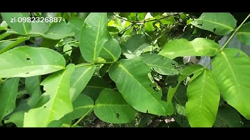 Cắt cành tạo tán cho cây mận MST