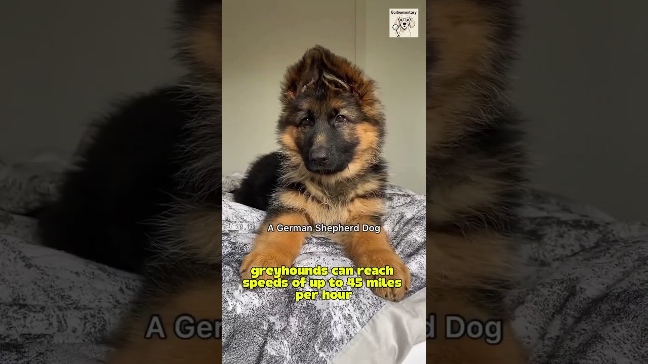 Think your dog runs fast? You're not ready for this 