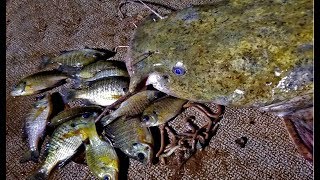 CATCHING 100+ lbs of CATFISH with WORMS & BLUEGILL.