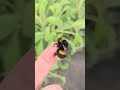 Saved this bumblebee from being crushed. Told my daughter he wouldn’t sting. He bit me. 🤣