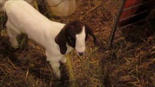 Goat Kids at 1 Week Old