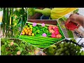 మన ఇంటి మిద్దెతోట పంట🍇🍇//70 గజాల మిద్దె మీద ఎన్ని రకాలో చూస్తారా!! HARVEST 