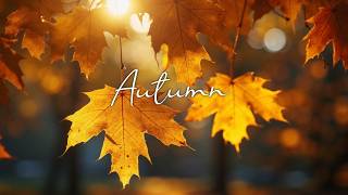 Healing Guitar & Forest Sounds 🌿 Soft Acoustic Music for Deep Sleep, Stress Relief & Inner Peace screenshot 5
