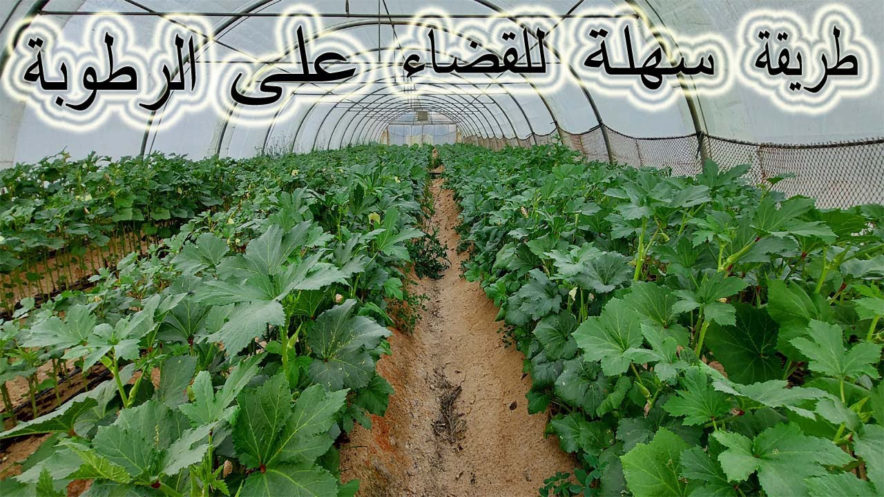 البامية والتخلص من الرطوبة داخل البيوت المحمية وزيادة التهوية