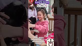Yvonne meets her new family - watch as years of joy fill their hearts 💞🥰 #minihusky  #pomskybreeder by Maine Aim Ranch Dogs 111 views 2 months ago 1 minute, 1 second