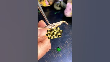 Male vs female ball python! #molinarosnakelab #ballpythonmorph #malevsfemale #maleorfemale #snakeid