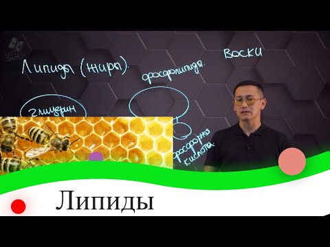 Липиды. Их свойства и функции. 8 класс.