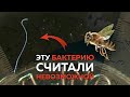 Нашли самую большую в мире бактерию | Пушка #31