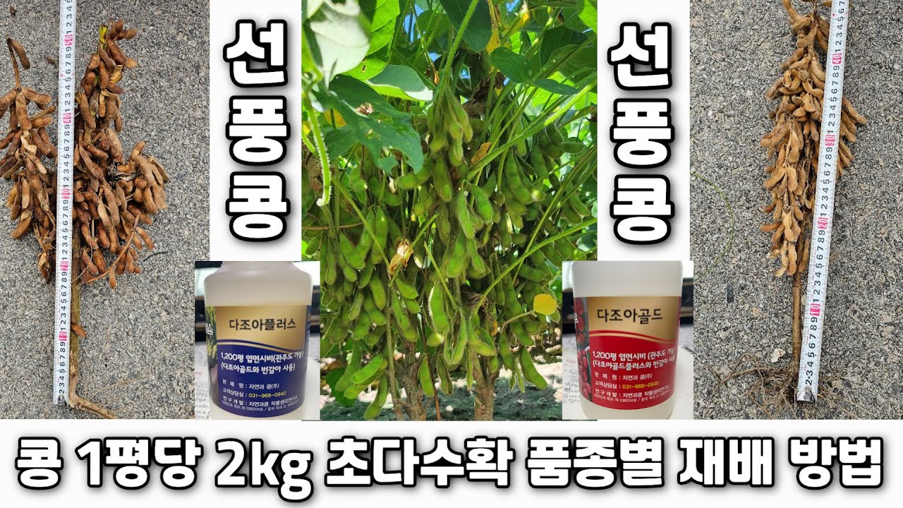 콩 1평당 2kg 초다수확 품종별 재배법-(2)선풍콩: 2023년 3백평당 490kg 생산(완주군 용진면 상삼리 이상식님) 문의 자연과콩(031-968-0840)
