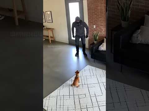 Chihuahua Sounds Alarm to Save Home from Robbers!