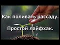 Как поливать рассаду.  Простой лайфхак.