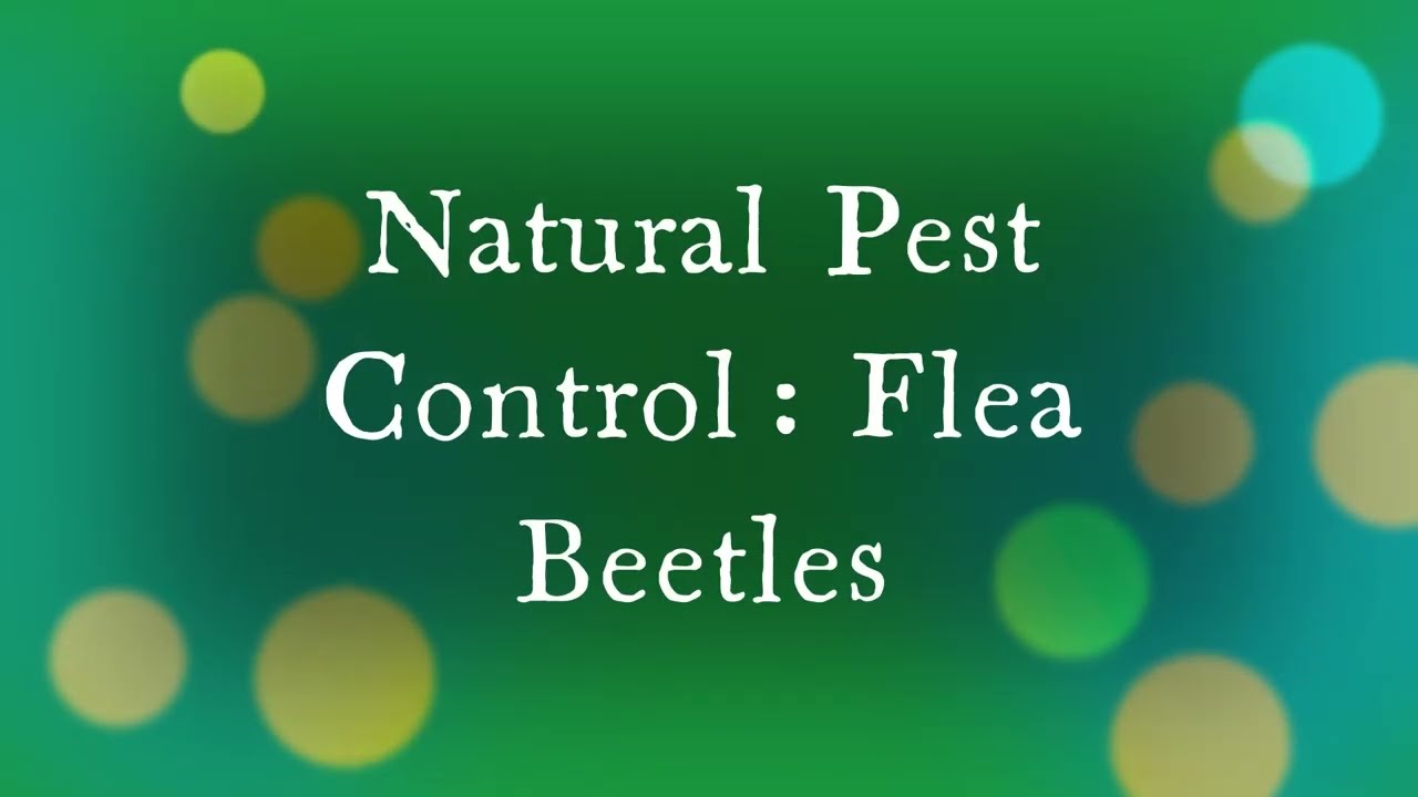 Flea Beetle