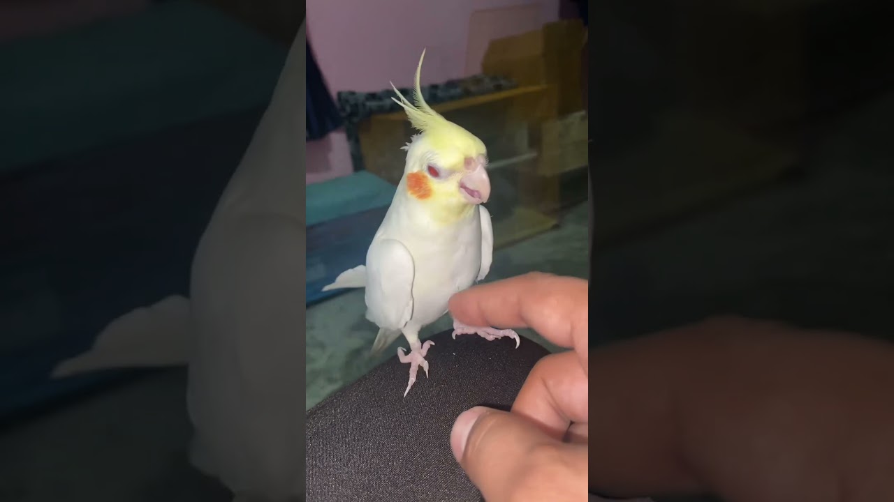 #cockatiel