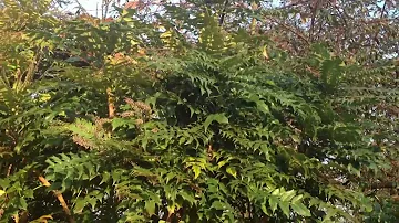 Is Mahonia an invasive plant?