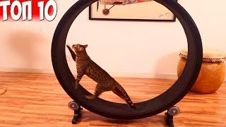 10 КРУТЫХ ВЕЩЕЙ ДЛЯ КОШЕК И СОБАК НА ALIEXPRESS / ИТОГИ КОНКУРСА 10 КРУТЫХ ВЕЩЕЙ ДЛЯ КОШЕК И СОБАК НА ALIEXPRESS / ИТОГИ КОНКУРСА