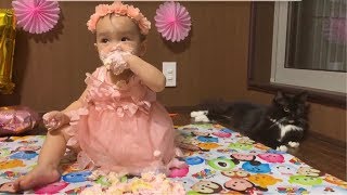 赤ちゃんの最初の誕生日会に参加する猫 ノルウェージャンフォレストキャット Cat participating in a one-year-old birthday party