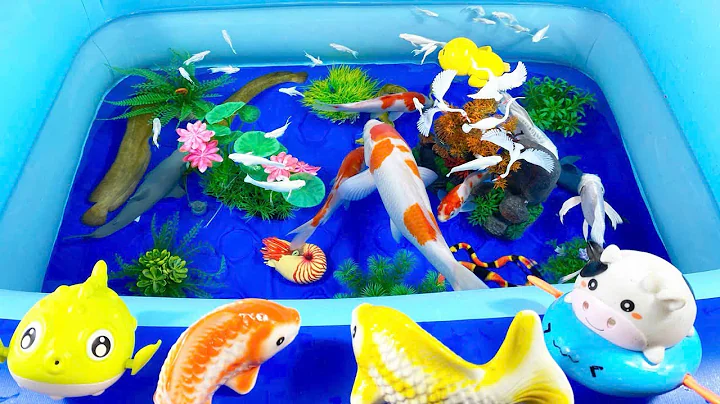 Let's explore what fish and sea creatures there are:sharks,jellyfish#goldfish#animals#viral videos