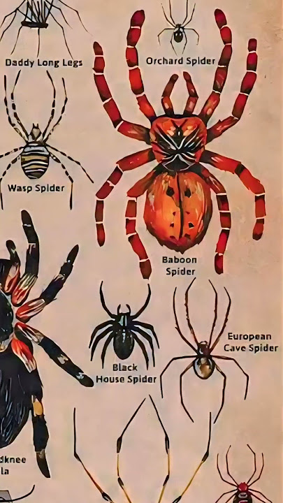 [Baboon Tarantula Spider] #edit #spiderman #tarantula  #insects #love #music #spider