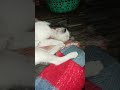 kittens sleaping