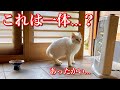 寒空の下震えてた野良猫をストーブを置いた玄関内に招き入れた