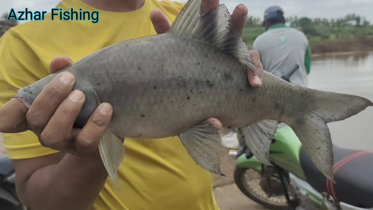 Black Rohu Fish Hunting || Indra Rod Pe Pakda Black Rohu Fish