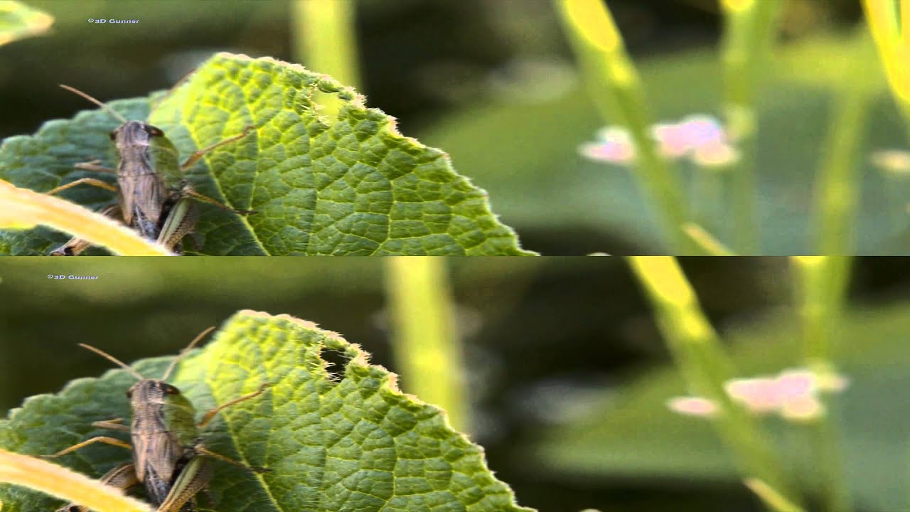 3D video Top-Bottom, "The Green Planet - Bugs World" (short version)