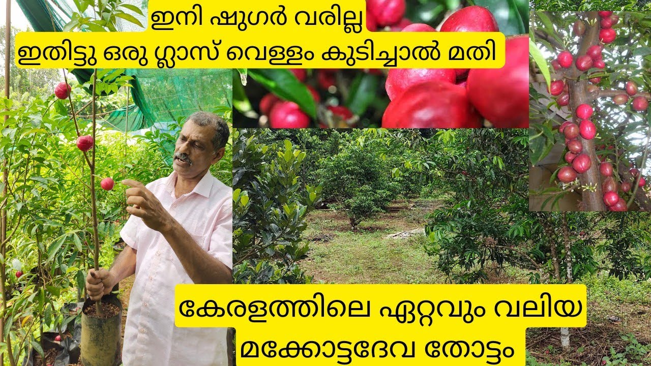 100 രൂപയ്ക്കു കായ്ച്ചു നിൽക്കുന്ന മക്കോട്ടദേവ ചെടികൾ വാങ്ങാം|Makkottadeva plants