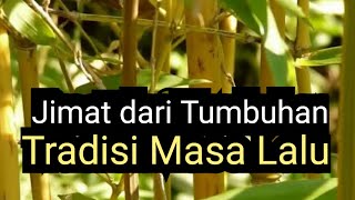 Ancient Traditional Plant Talismans | Do They Still Exist?