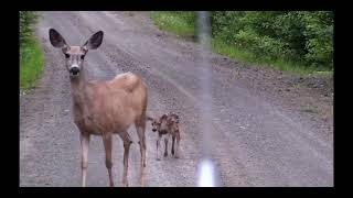 Yavru Ceylan Ve Annesi