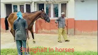 #Clinical signs of Stringhalt in horses #shorts video #घोड़े में लंगड़ापन #पर उठा कर चलता हुआ घोड़ा