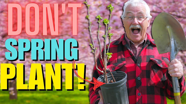 SPRING is NOT the BEST TIME to PLANT Fruit Trees and Shrubs!